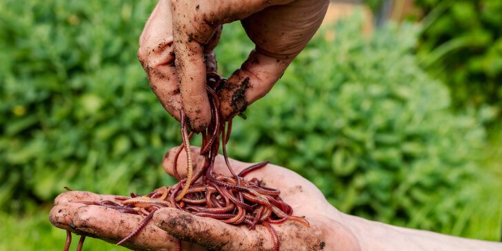 Násada i kyblík kalifornských žížal: zpracují biodpad, vyrobí hnojivo