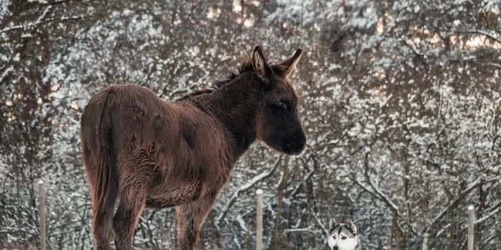 Exkurze na farmě pro celou rodinu: seznámení se zvířaty, prohlídka areálu i jízda na oslíkovi