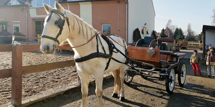 Pohádkový zážitek nejen pro děti: jízda v kočáře taženém starokladrubským běloušem až pro 3 osoby