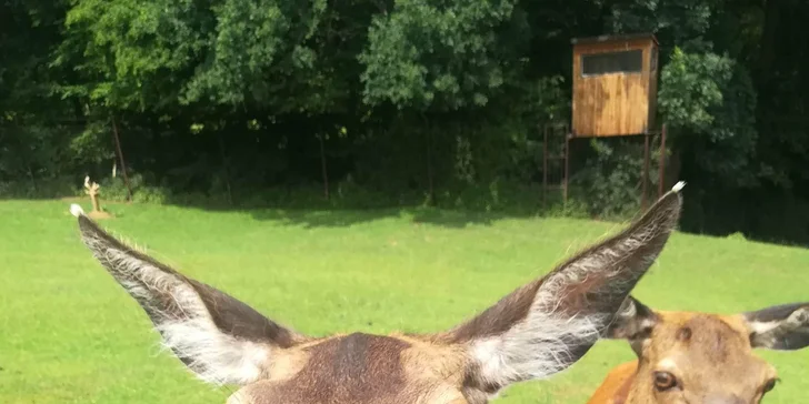 Adopce zvířátek se vstupem do Zooparku jeleni Homole: králík, bažant a páv i jelen či daněk nebo muflon