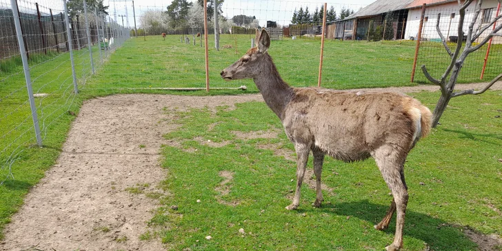 Na výlet za zvířátky: vstupné do zooparku pro dospělého i rodinu