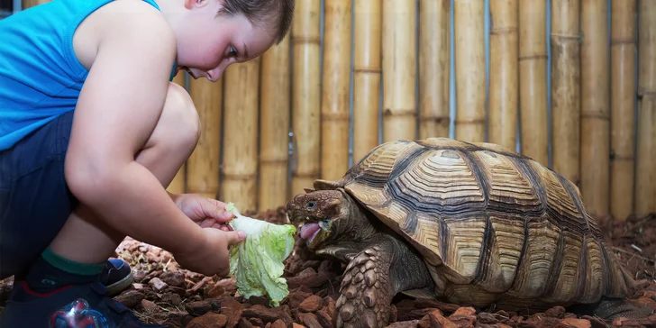 Navštivte obry a trpaslíky s krunýřem: VIP prohlídka suchozemských želv v Krokodýlí Zoo pro 1 či 2 osoby