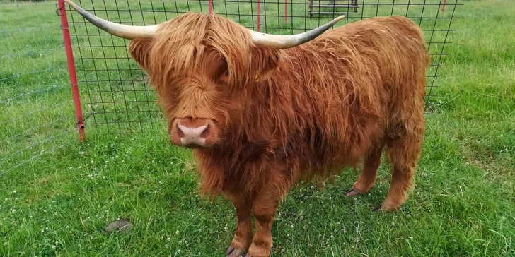 Na výlet za zvířátky: vstupné do zooparku pro dospělého i rodinu