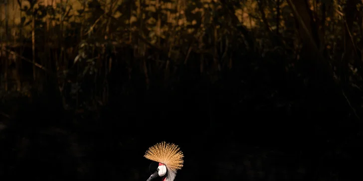 Fotografický kurz v 6 různých zoo pro začátečníky i pokročilé