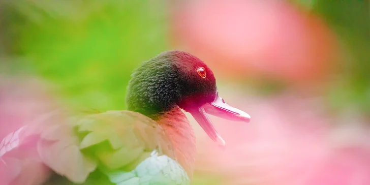 Fotografický kurz v 6 různých zoo pro začátečníky i pokročilé