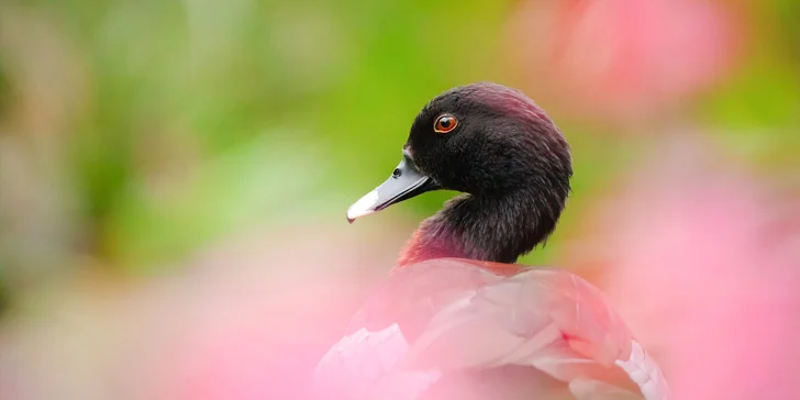 Fotografický kurz v 6 různých zoo pro začátečníky i pokročilé