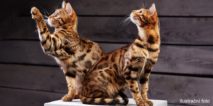 Mezinárodní výstava koček nejrůznějších plemen: vstupy na 1. nebo 2. dubna