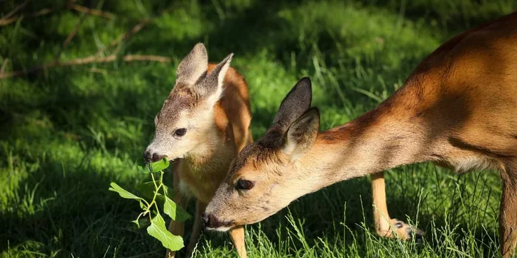 Komentovaná prohlídka Zoocentra Srdov s možností přímého krmení zvěře