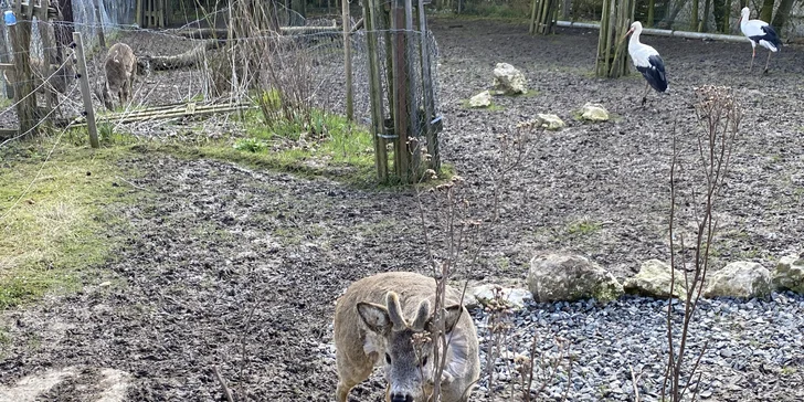 Komentovaná prohlídka Zoocentra Srdov s možností přímého krmení zvěře