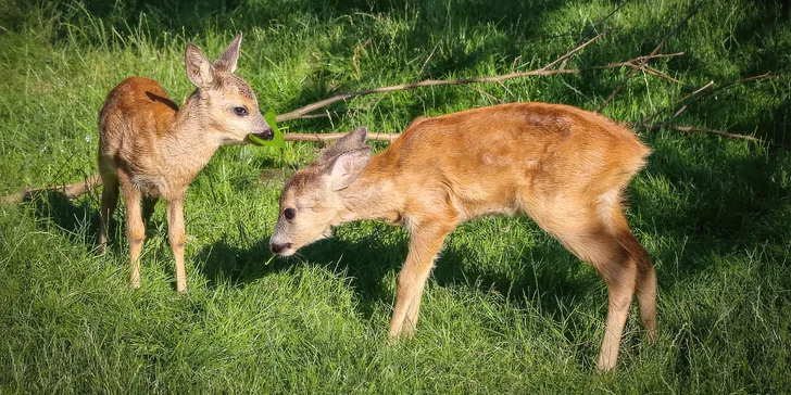 Komentovaná prohlídka Zoocentra Srdov s možností přímého krmení zvěře