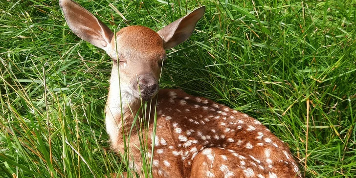 Komentovaná prohlídka Zoocentra Srdov s možností přímého krmení zvěře