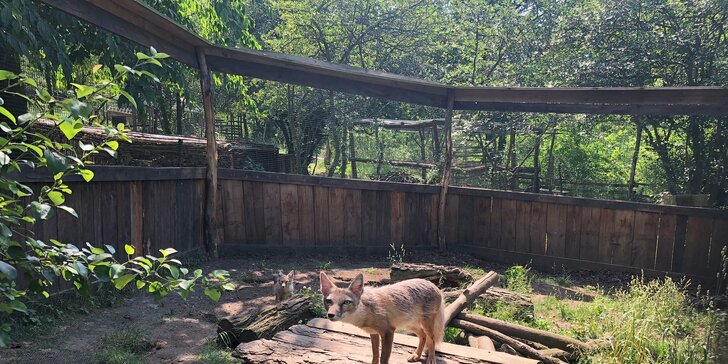 Užijte si čas se zvířátky: rodinné vstupenky do Zooparku Obůrka Podháj