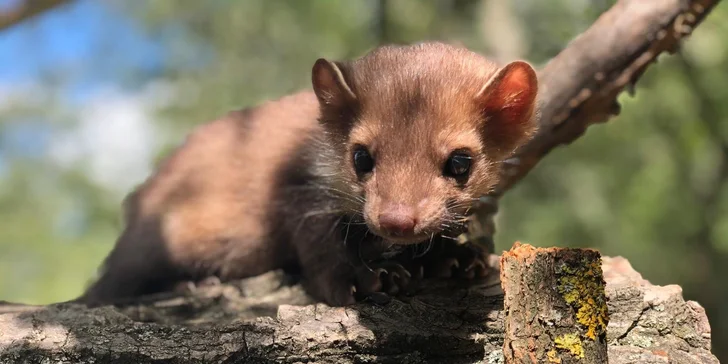 Užijte si čas se zvířátky: rodinné vstupenky do Zooparku Obůrka Podháj