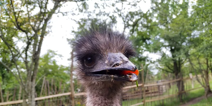 Užijte si čas se zvířátky: rodinné vstupenky do Zooparku Obůrka Podháj