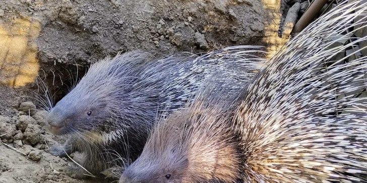 Užijte si čas se zvířátky: rodinné vstupenky do Zooparku Obůrka Podháj