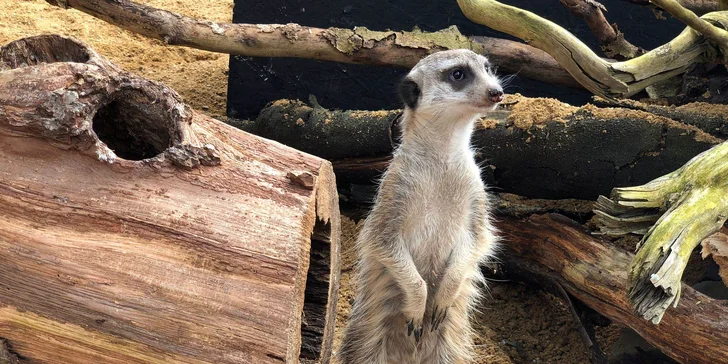 Užijte si čas se zvířátky: rodinné vstupenky do Zooparku Obůrka Podháj