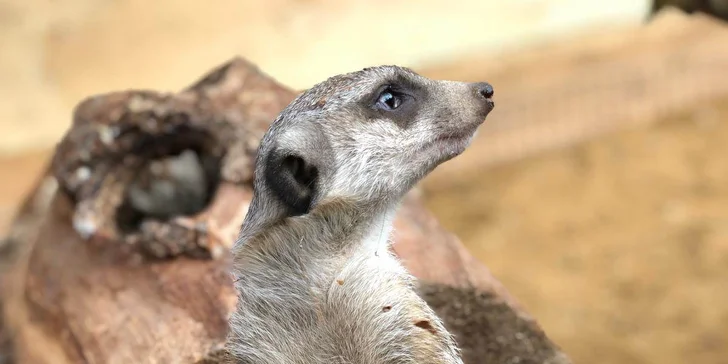 Užijte si čas se zvířátky: rodinné vstupenky do Zooparku Obůrka Podháj