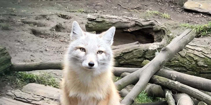 Užijte si čas se zvířátky: rodinné vstupenky do Zooparku Obůrka Podháj