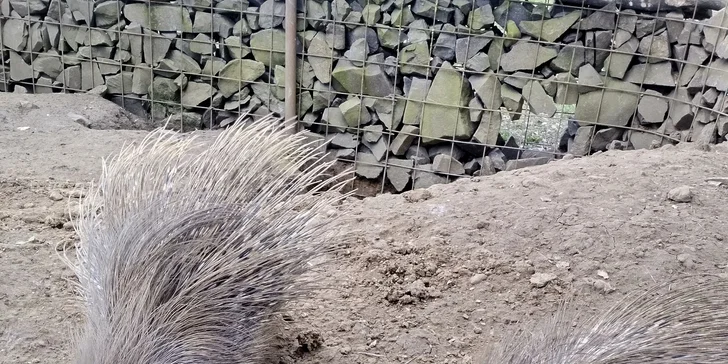 Užijte si čas se zvířátky: rodinné vstupenky do Zooparku Obůrka Podháj