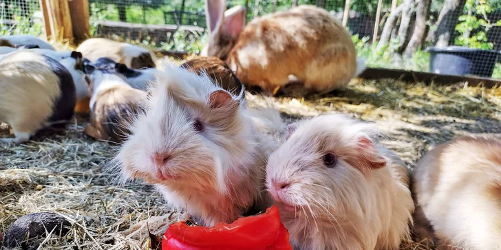 Užijte si čas se zvířátky: rodinné vstupenky do Zooparku Obůrka Podháj