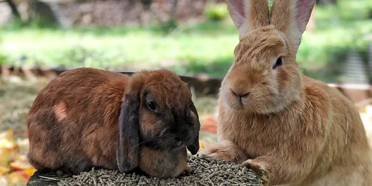 Užijte si čas se zvířátky: rodinné vstupenky do Zooparku Obůrka Podháj