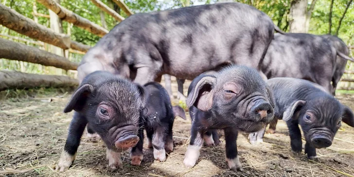 Užijte si čas se zvířátky: rodinné vstupenky do Zooparku Obůrka Podháj