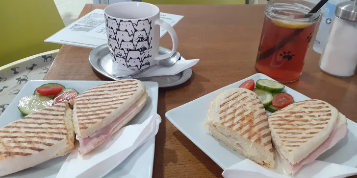 Kočičí kavárna v Kladně: panini nebo croissant s domácí limonádou