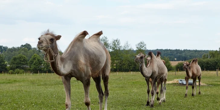 Zážitky na safari: krmení i péče o velblouda, lamy či oslíka a k tomu občerstvení