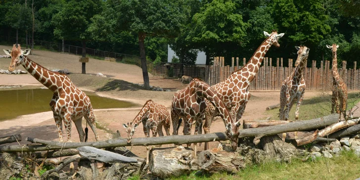 Brnopas pro dítě i dospělého: vstup do zoo, na Špilas, radniční věž, parník na přehradě a mnoho dalšího za pár kaček