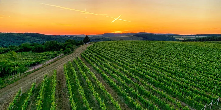 Výlet za degustací vína na jižní Moravě nebo v Rakousku ve Wolkswagen Caravelle