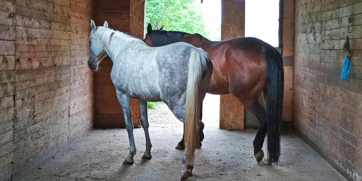 Příměstský tábor u koní pro děti od 7 do 15 let: jezdecké lekce, vyjížďky, péče o koně i soutěže