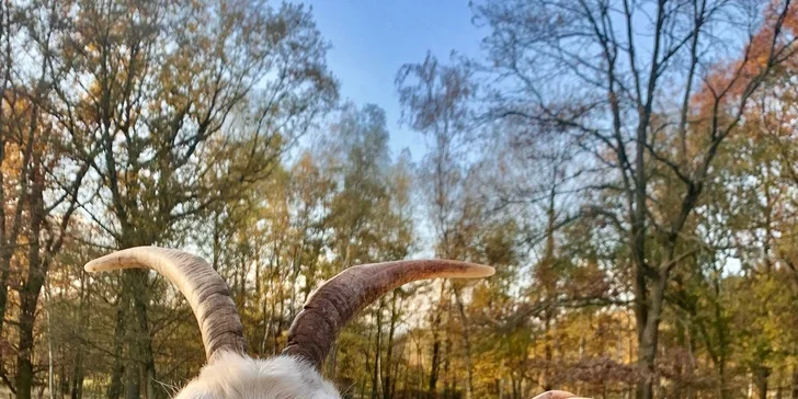 Rodinný den na kozí farmě: přes 70 koz i dva koně, ochutnávka domácích výrobků a krmení