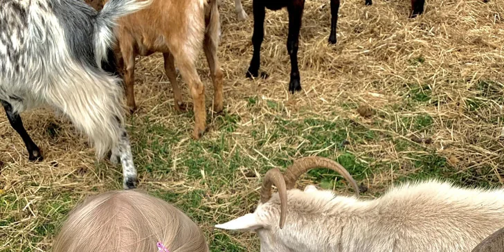 Rodinný den na kozí farmě: přes 70 koz i dva koně, ochutnávka domácích výrobků a krmení