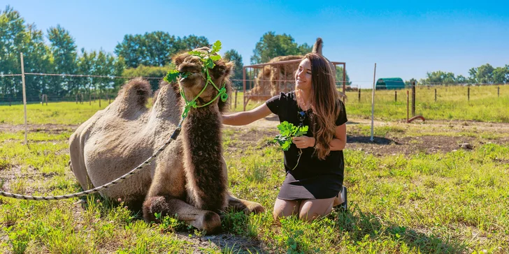 Zážitky na safari: krmení i péče o velblouda, lamy či oslíka a k tomu občerstvení