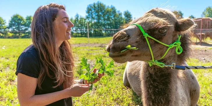 Zážitky na safari: krmení i péče o velblouda, lamy či oslíka a k tomu občerstvení