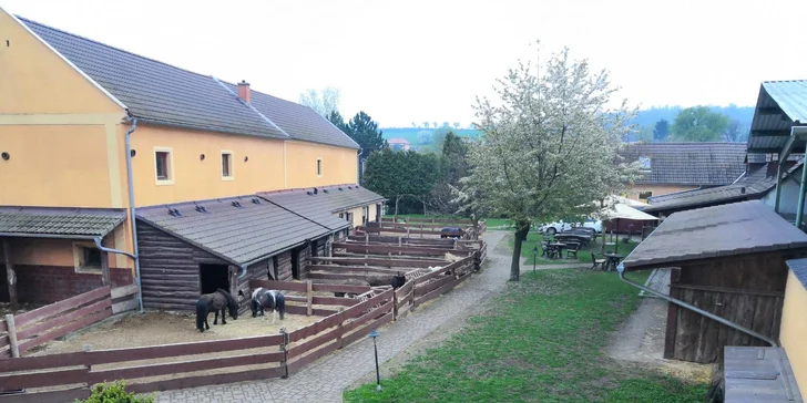 Výlet za zvířátky: hodina se svezením na koni, nebo den ošetřovatelem na Selském dvoře Braňany