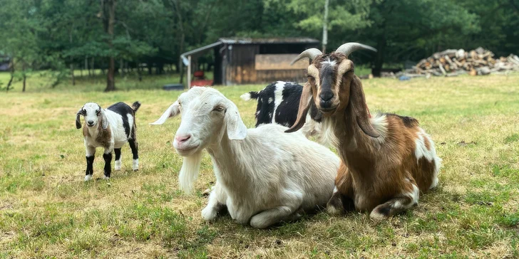 Rodinný den na kozí farmě: přes 70 koz i dva koně, ochutnávka domácích výrobků a krmení