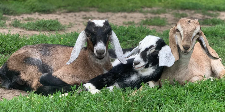 Rodinný den na kozí farmě: přes 70 koz i dva koně, ochutnávka domácích výrobků a krmení