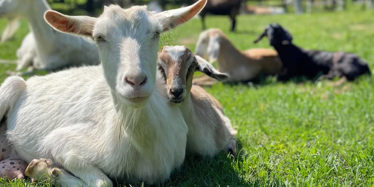 Rodinný den na kozí farmě: přes 70 koz i dva koně, ochutnávka domácích výrobků a krmení