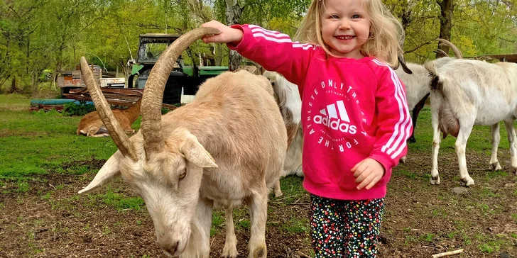 Rodinný den na kozí farmě: přes 70 koz i dva koně, ochutnávka domácích výrobků a krmení