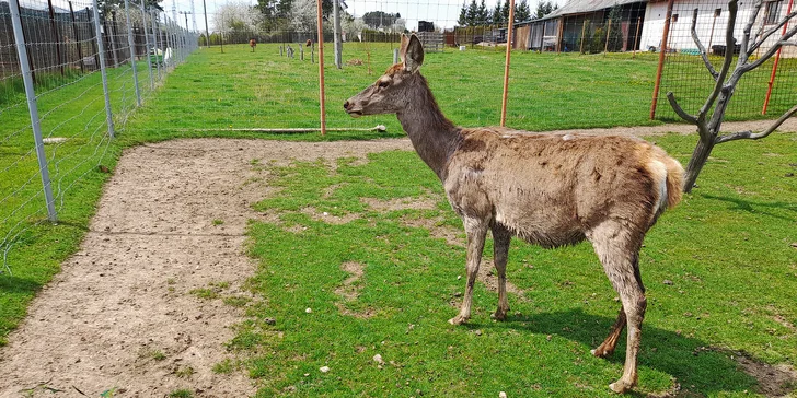 Adopce zvířátek se vstupem do Zooparku jeleni Homole: králík, bažant a páv i jelen či daněk nebo muflon