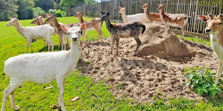 Adopce zvířátek se vstupem do Zooparku jeleni Homole: králík, bažant a páv i jelen či daněk nebo muflon