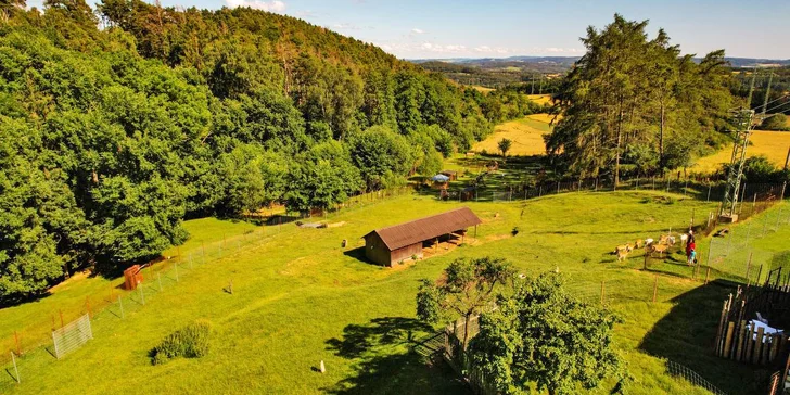 Adopce zvířátek se vstupem do Zooparku jeleni Homole: králík, bažant a páv i jelen či daněk nebo muflon