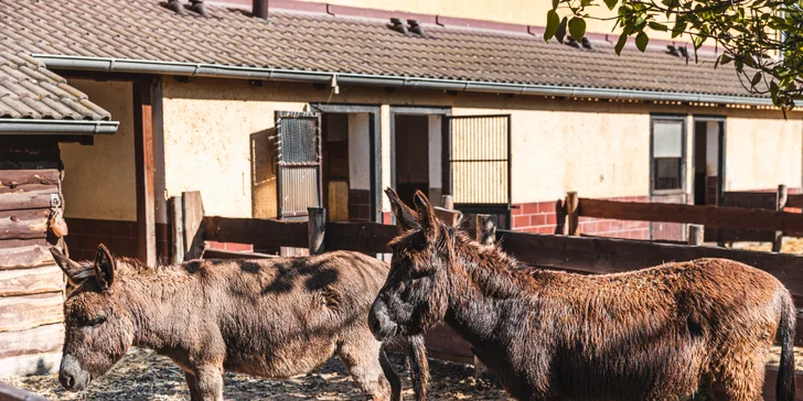 Výlet za zvířátky: hodina se svezením na koni, nebo den ošetřovatelem na Selském dvoře Braňany