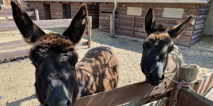 Výlet za zvířátky: hodina se svezením na koni, nebo den ošetřovatelem na Selském dvoře Braňany