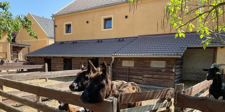 Výlet za zvířátky: hodina se svezením na koni, nebo den ošetřovatelem na Selském dvoře Braňany