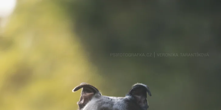 Zachyťte chlupatou radost: fotografování vašeho psa v přírodě, 5 nebo 10 snímků