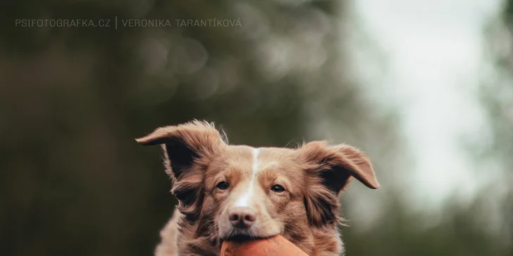 Zachyťte chlupatou radost: fotografování vašeho psa v přírodě, 5 nebo 10 snímků