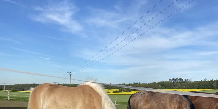 Hodinová projížďka na poníkovi či koni na Rodinné farmě Bukovi pro děti i dospělé