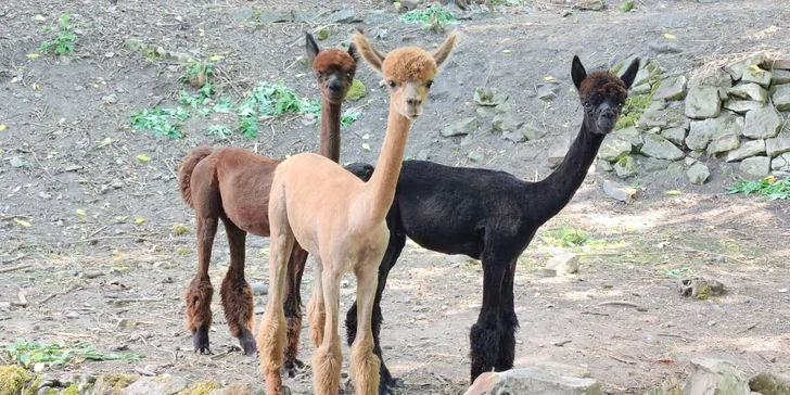 Lamatreking: procházka s alpakami i krmení, 1,5 hodiny, další osoby lze připlatit